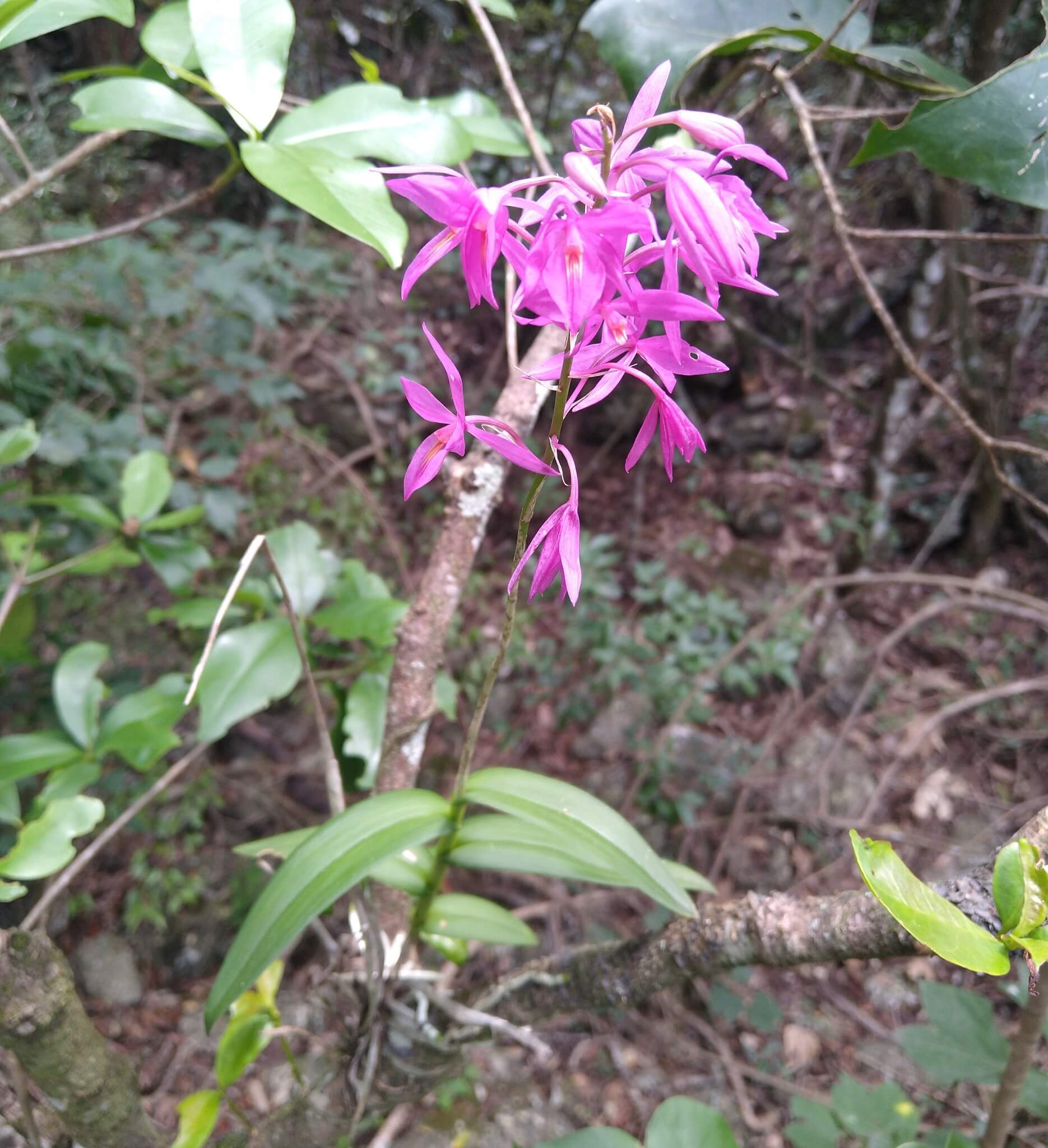 Barkeria skinneri